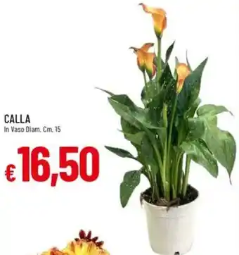 IperFamila Calla offerta