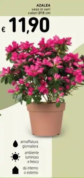 Spazio Conad Azalea offerta