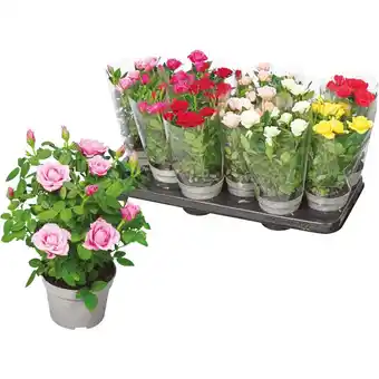 Coop ROSA STAR ROSES offerta