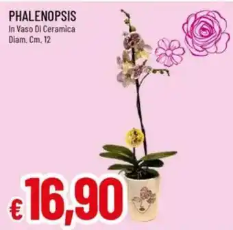 IperFamila Phalenopsis in vaso di ceramica diam. offerta