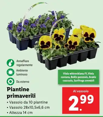 Lidl Piantine primaverili offerta