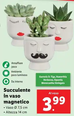 Lidl Succulente in vaso magnetico offerta