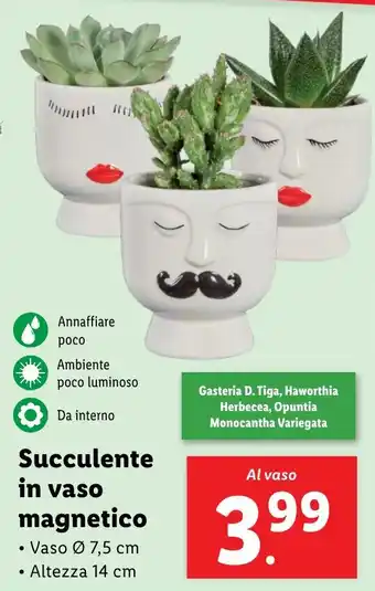 Lidl Succulente in vaso magnetico offerta