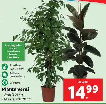 Lidl Piante verdi offerta