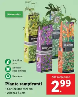 Lidl Piante rampicanti offerta