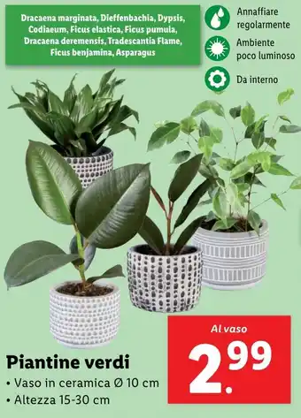 Lidl Piantine verdi offerta