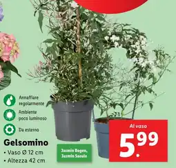 Gelsomino