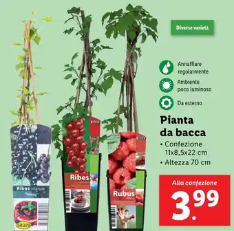 Lidl Pianta da bacca offerta