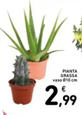 Spazio Conad Pianta grassa vaso offerta