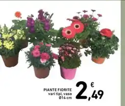 Spazio Conad Piante fiorite vari tipi, vaso offerta