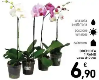 Spazio Conad Orchidea 1 ramo vaso offerta