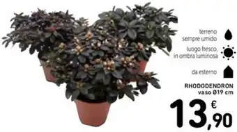 Spazio Conad Rhododendron vaso offerta