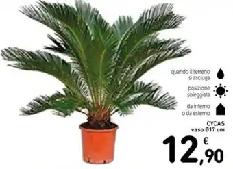 Spazio Conad Cycas vaso offerta