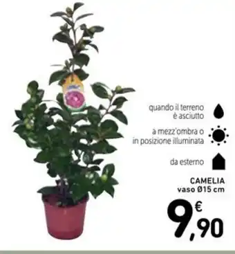 Spazio Conad Camelia vaso offerta