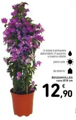 Spazio Conad Bouganvillea vaso offerta