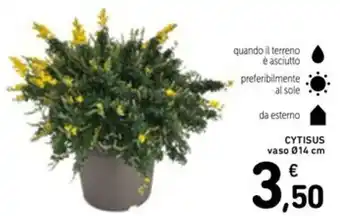 Spazio Conad Cytisus vaso offerta