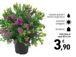 Spazio Conad Polygala vaso offerta