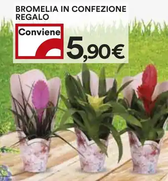 Coop Bromelia in confezione regalo offerta