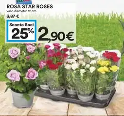 Coop Rosa star roses offerta