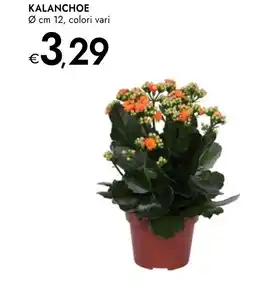 Bennet Kalanchoe , colori vari offerta