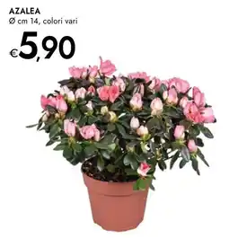 Bennet Azalea colori vari offerta