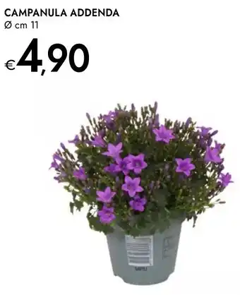 Bennet Campanula addenda offerta