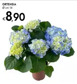 Bennet Ortensia offerta