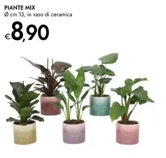 Bennet Piante mix , in vaso di ceramica offerta