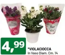 DPiù VIOLACIOCCA In Vaso Diam. offerta