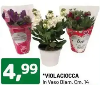 DPiù VIOLACIOCCA In Vaso Diam. offerta