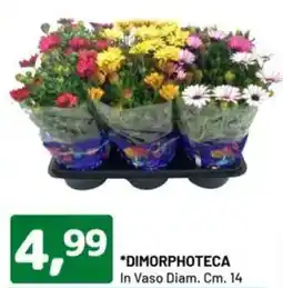 DPiù Dimorphoteca in vaso diam. offerta