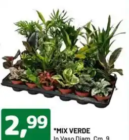 DPiù Mix verde in vaso diam. offerta