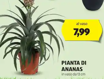 ALDI Pianta di ananas offerta