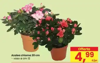 Eurospar Azalea chioma 20 cm offerta