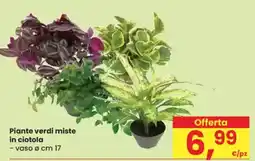 Eurospar Piante verdi miste in ciotola offerta