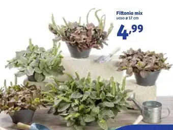 In'S Mercato Fittonia mix offerta