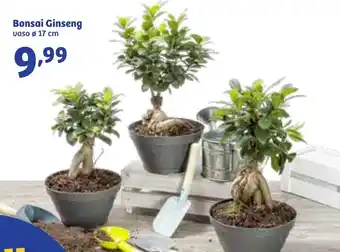 In'S Mercato Bonsai Ginseng offerta