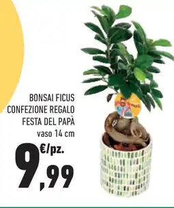 Conad Superstore Bonsai ficus confezione regalo festa del papà offerta