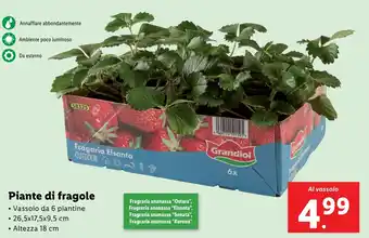 Lidl Piante di fragole offerta