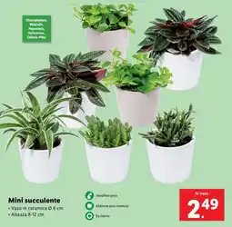 Lidl Mini succulente offerta