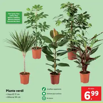 Lidl Piante verdi offerta