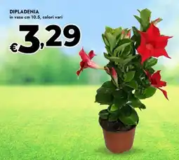 Bennet Dipladenia offerta