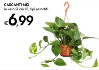 Bennet Cascanti mix offerta