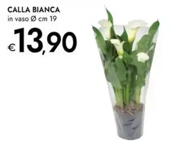 Bennet Calla bianca offerta