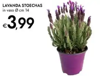 Bennet Lavanda stoechas offerta