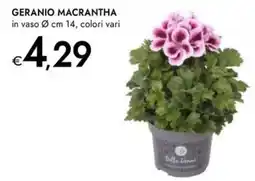 Bennet Geranio macrantha offerta