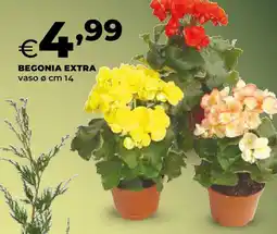 Extracoop Begonia extra offerta