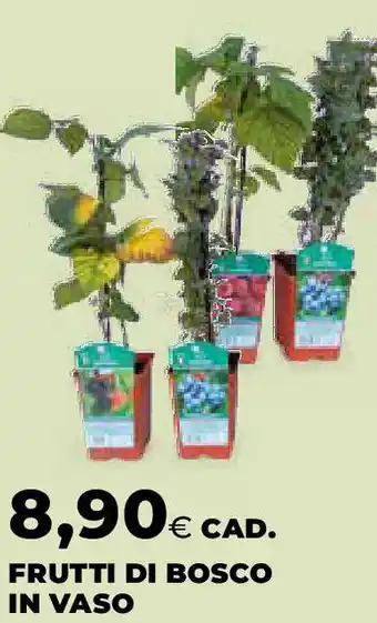 Extracoop Frutti di bosco in vaso offerta