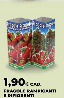 Extracoop Fragole rampicanti e rifiorenti offerta