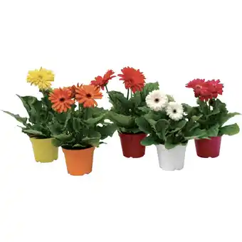 Ipercoop GERBERA MEDIA offerta